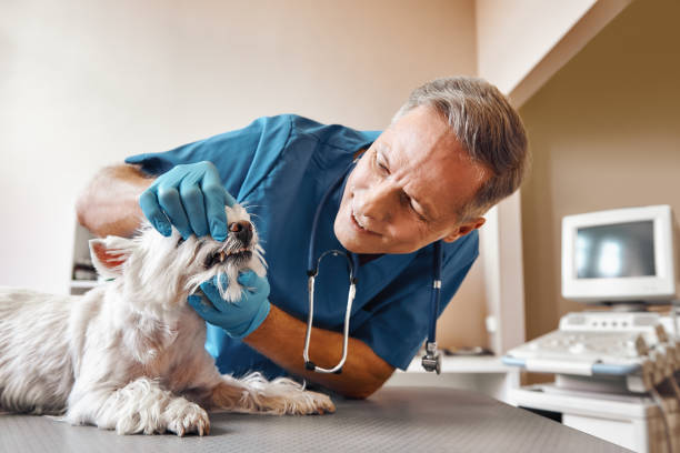 Best Emergency Dental Extractions in Westchase, FL